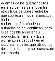 Cuadro de texto: Adems de los queratinocitos, en la epidermis se encuentran otros tipos celulares, entre los que sobresalen los melanocitos (clulas productoras de melanina). Con tcnicas rutinarias no se identifican, pero s es posible apreciar su producto: la melanina. Este pigmento se deposita en el citoplasma de los queratinocitos del estrato basal y se muestra de color pardo. 