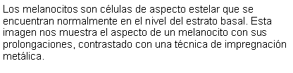 Cuadro de texto: Los melanocitos son clulas de aspecto estelar que se encuentran normalmente en el nivel del estrato basal. Esta imagen nos muestra el aspecto de un melanocito con sus prolongaciones, contrastado con una tcnica de impregnacin metlica.