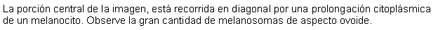 Cuadro de texto: La porcin central de la imagen, est recorrida en diagonal por una prolongacin citoplsmica de un melanocito. Observe la gran cantidad de melanosomas de aspecto ovoide.