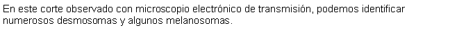 Cuadro de texto: En este corte observado con microscopio electrnico de transmisin, podemos identificar numerosos desmosomas y algunos melanosomas. 