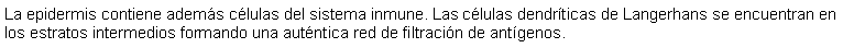 Cuadro de texto: La epidermis contiene adems clulas del sistema inmune. Las clulas dendrticas de Langerhans se encuentran en los estratos intermedios formando una autntica red de filtracin de antgenos. 