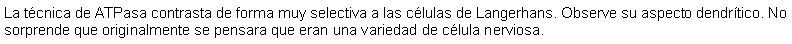 Cuadro de texto: La tcnica de ATPasa contrasta de forma muy selectiva a las clulas de Langerhans. Observe su aspecto dendrtico. No sorprende que originalmente se pensara que eran una variedad de clula nerviosa.