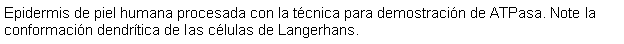 Cuadro de texto: Epidermis de piel humana procesada con la tcnica para demostracin de ATPasa. Note la conformacin dendrtica de las clulas de Langerhans.