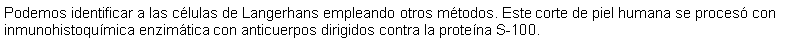 Cuadro de texto: Podemos identificar a las clulas de Langerhans empleando otros mtodos. Este corte de piel humana se proces con inmunohistoqumica enzimtica con anticuerpos dirigidos contra la protena S-100. 