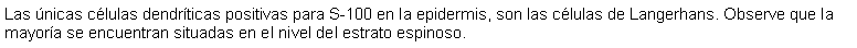 Cuadro de texto: Las nicas clulas dendrticas positivas para S-100 en la epidermis, son las clulas de Langerhans. Observe que la mayora se encuentran situadas en el nivel del estrato espinoso.