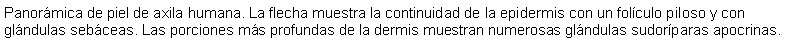 Cuadro de texto: Panormica de piel de axila humana. La flecha muestra la continuidad de la epidermis con un folculo piloso y con glndulas sebceas. Las porciones ms profundas de la dermis muestran numerosas glndulas sudorparas apocrinas.