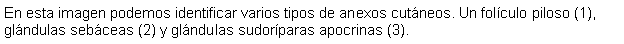 Cuadro de texto: En esta imagen podemos identificar varios tipos de anexos cutneos. Un folculo piloso (1), glndulas sebceas (2) y glndulas sudorparas apocrinas (3).