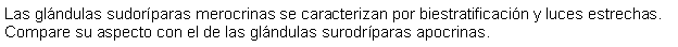 Cuadro de texto: Las glndulas sudorparas merocrinas se caracterizan por biestratificacin y luces estrechas. Compare su aspecto con el de las glndulas surodrparas apocrinas.