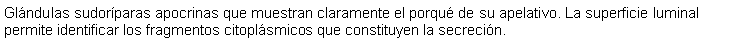 Cuadro de texto: Glndulas sudorparas apocrinas que muestran claramente el porqu de su apelativo. La superficie luminal permite identificar los fragmentos citoplsmicos que constituyen la secrecin.