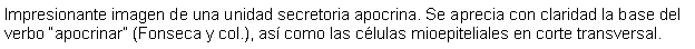 Cuadro de texto: Impresionante imagen de una unidad secretoria apocrina. Se aprecia con claridad la base del verbo apocrinar (Fonseca y col.), as como las clulas mioepiteliales en corte transversal.