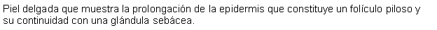 Cuadro de texto: Piel delgada que muestra la prolongacin de la epidermis que constituye un folculo piloso y su continuidad con una glndula sebcea.