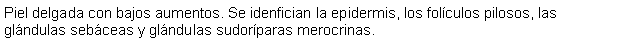 Cuadro de texto: Piel delgada con bajos aumentos. Se idenfician la epidermis, los folculos pilosos, las glndulas sebceas y glndulas sudorparas merocrinas.