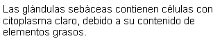 Cuadro de texto: Las glndulas sebceas contienen clulas con citoplasma claro, debido a su contenido de elementos grasos. 