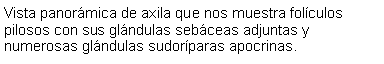 Cuadro de texto: Vista panormica de axila que nos muestra folculos pilosos con sus glndulas sebceas adjuntas y numerosas glndulas sudorparas apocrinas.