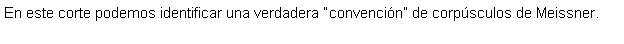 Cuadro de texto: En este corte podemos identificar una verdadera convencin de corpsculos de Meissner.