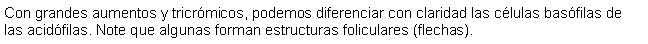 Cuadro de texto: Con grandes aumentos y tricrmicos, podemos diferenciar con claridad las clulas basfilas de las acidfilas. Note que algunas forman estructuras foliculares (flechas).