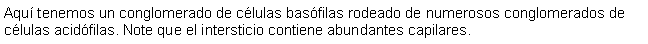 Cuadro de texto: Aqu tenemos un conglomerado de clulas basfilas rodeado de numerosos conglomerados de clulas acidfilas. Note que el intersticio contiene abundantes capilares.