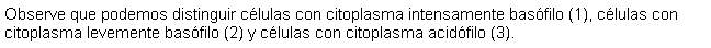 Cuadro de texto: Observe que podemos distinguir clulas con citoplasma intensamente basfilo (1), clulas con citoplasma levemente basfilo (2) y clulas con citoplasma acidfilo (3).