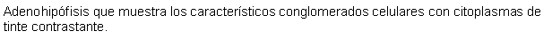 Cuadro de texto: Adenohipfisis que muestra los caractersticos conglomerados celulares con citoplasmas de tinte contrastante.