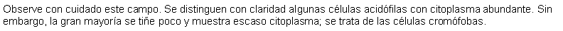 Cuadro de texto: Observe con cuidado este campo. Se distinguen con claridad algunas clulas acidfilas con citoplasma abundante. Sin embargo, la gran mayora se tie poco y muestra escaso citoplasma; se trata de las clulas cromfobas.