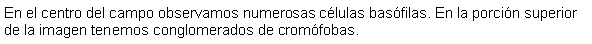 Cuadro de texto: En el centro del campo observamos numerosas clulas basfilas. En la porcin superior de la imagen tenemos conglomerados de cromfobas.