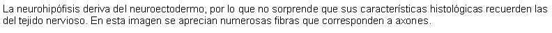 Cuadro de texto: La neurohipfisis deriva del neuroectodermo, por lo que no sorprende que sus caractersticas histolgicas recuerden las del tejido nervioso. En esta imagen se aprecian numerosas fibras que corresponden a axones.