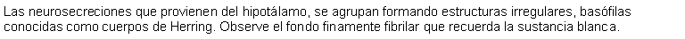 Cuadro de texto: Las neurosecreciones que provienen del hipotlamo, se agrupan formando estructuras irregulares, basfilas conocidas como cuerpos de Herring. Observe el fondo finamente fibrilar que recuerda la sustancia blanca.