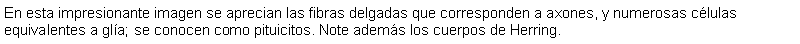 Cuadro de texto: En esta impresionante imagen se aprecian las fibras delgadas que corresponden a axones, y numerosas clulas equivalentes a gla; se conocen como pituicitos. Note adems los cuerpos de Herring.