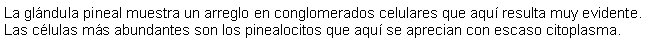 Cuadro de texto: La glndula pineal muestra un arreglo en conglomerados celulares que aqu resulta muy evidente. Las clulas ms abundantes son los pinealocitos que aqu se aprecian con escaso citoplasma.