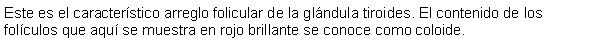 Cuadro de texto: Este es el caracterstico arreglo folicular de la glndula tiroides. El contenido de los folculos que aqu se muestra en rojo brillante se conoce como coloide.