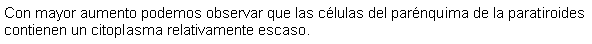 Cuadro de texto: Con mayor aumento podemos observar que las clulas del parnquima de la paratiroides contienen un citoplasma relativamente escaso.