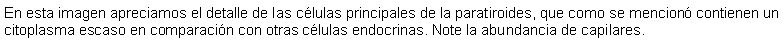 Cuadro de texto: En esta imagen apreciamos el detalle de las clulas principales de la paratiroides, que como se mencion contienen un citoplasma escaso en comparacin con otras clulas endocrinas. Note la abundancia de capilares.