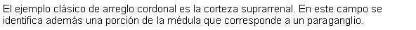 Cuadro de texto: El ejemplo clsico de arreglo cordonal es la corteza suprarrenal. En este campo se identifica adems una porcin de la mdula que corresponde a un paraganglio.