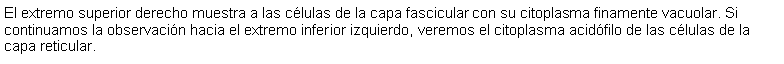 Cuadro de texto: El extremo superior derecho muestra a las clulas de la capa fascicular con su citoplasma finamente vacuolar. Si continuamos la observacin hacia el extremo inferior izquierdo, veremos el citoplasma acidfilo de las clulas de la capa reticular.