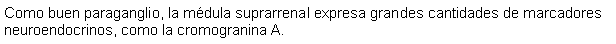 Cuadro de texto: Como buen paraganglio, la mdula suprarrenal expresa grandes cantidades de marcadores neuroendocrinos, como la cromogranina A. 