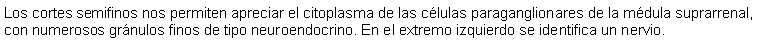 Cuadro de texto: Los cortes semifinos nos permiten apreciar el citoplasma de las clulas paraganglionares de la mdula suprarrenal, con numerosos grnulos finos de tipo neuroendocrino. En el extremo izquierdo se identifica un nervio.