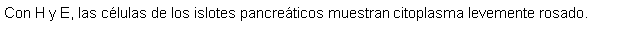 Cuadro de texto: Con H y E, las clulas de los islotes pancreticos muestran citoplasma levemente rosado.