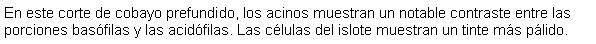 Cuadro de texto: En este corte de cobayo prefundido, los acinos muestran un notable contraste entre las porciones basfilas y las acidfilas. Las clulas del islote muestran un tinte ms plido.