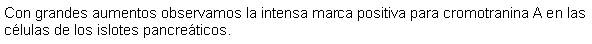 Cuadro de texto: Con grandes aumentos observamos la intensa marca positiva para cromotranina A en las clulas de los islotes pancreticos.