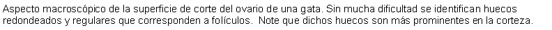 Cuadro de texto: Aspecto macroscpico de la superficie de corte del ovario de una gata. Sin mucha dificultad se identifican huecos redondeados y regulares que corresponden a folculos.  Note que dichos huecos son ms prominentes en la corteza.