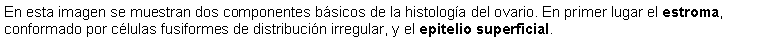 Cuadro de texto: En esta imagen se muestran dos componentes bsicos de la histologa del ovario. En primer lugar el estroma, conformado por clulas fusiformes de distribucin irregular, y el epitelio superficial.