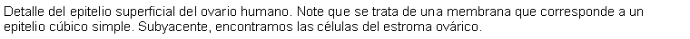 Cuadro de texto: Detalle del epitelio superficial del ovario humano. Note que se trata de una membrana que corresponde a un epitelio cbico simple. Subyacente, encontramos las clulas del estroma ovrico.