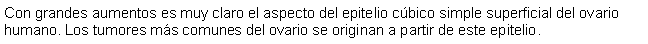 Cuadro de texto: Con grandes aumentos es muy claro el aspecto del epitelio cbico simple superficial del ovario humano. Los tumores ms comunes del ovario se originan a partir de este epitelio.