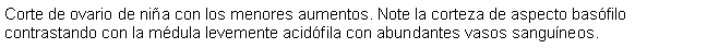 Cuadro de texto: Corte de ovario de nia con los menores aumentos. Note la corteza de aspecto basfilo contrastando con la mdula levemente acidfila con abundantes vasos sanguneos.