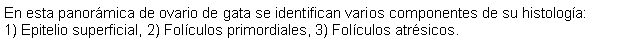 Cuadro de texto: En esta panormica de ovario de gata se identifican varios componentes de su histologa: 1) Epitelio superficial, 2) Folculos primordiales, 3) Folculos atrsicos. 