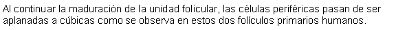 Cuadro de texto: Al continuar la maduracin de la unidad folicular, las clulas perifricas pasan de ser aplanadas a cbicas como se observa en estos dos folculos primarios humanos.