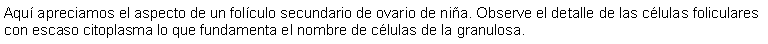 Cuadro de texto: Aqu apreciamos el aspecto de un folculo secundario de ovario de nia. Observe el detalle de las clulas foliculares con escaso citoplasma lo que fundamenta el nombre de clulas de la granulosa.