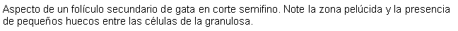 Cuadro de texto: Aspecto de un folculo secundario de gata en corte semifino. Note la zona pelcida y la presencia de pequeos huecos entre las clulas de la granulosa.