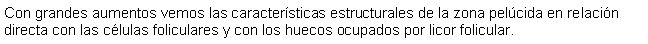 Cuadro de texto: Con grandes aumentos vemos las caractersticas estructurales de la zona pelcida en relacin directa con las clulas foliculares y con los huecos ocupados por licor folicular.