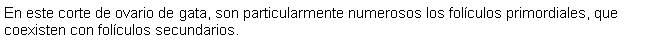 Cuadro de texto: En este corte de ovario de gata, son particularmente numerosos los folculos primordiales, que coexisten con folculos secundarios.